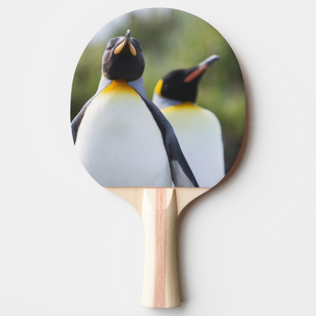 Raquete De Tênis De Mesa Pinguins-rei (Frente)