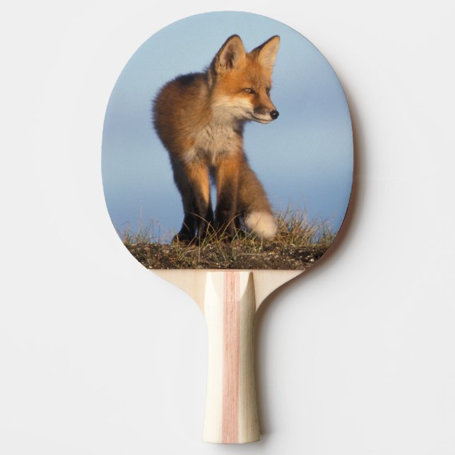 Raquete De Tênis De Mesa raposa-vermelha, Vulpes vulpes (Frente)
