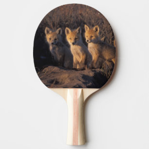 Raquete De Tênis De Mesa raposa-vermelha, Vulpes vulpes, filhotes