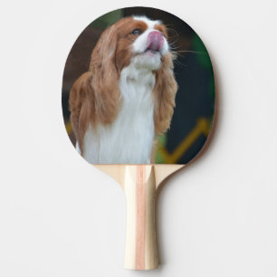 Raquete De Tênis De Mesa Spaniel de rei Charles descuidado doce