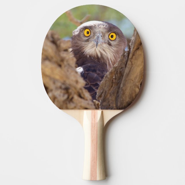 Raquete De Tênis De Mesa Uma águia-Cobra de peito branco (Frente)