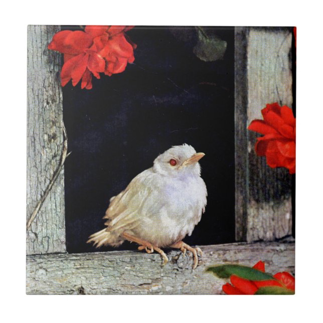RARE albino robin (Frente)