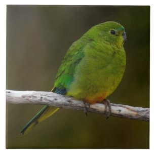 Rare Orange Orange-bellying Pássaro da Austrália