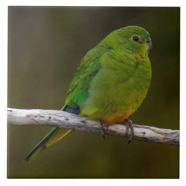 Rare Orange Orange-bellying Pássaro da Austrália (Frente)
