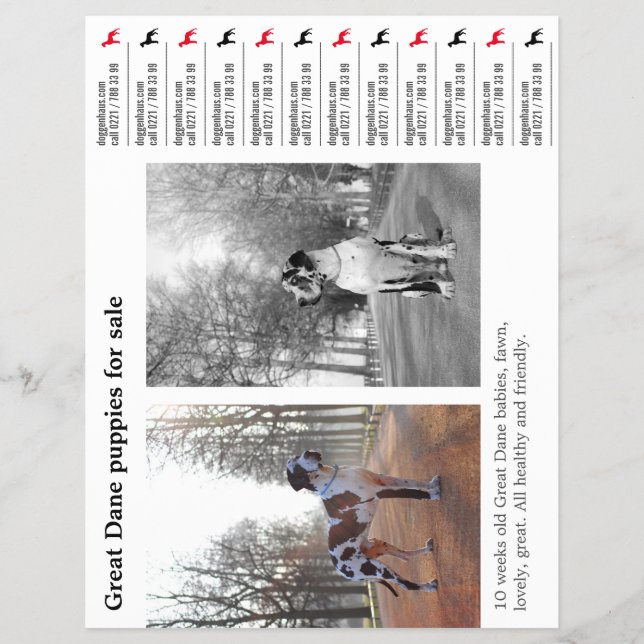 Rasgar-se do Grande Folheto de Dane (Frente)