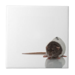 Rato