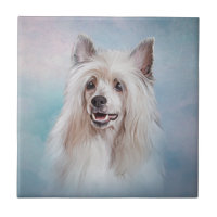 Rato de dote médio de um cão com creme chinês