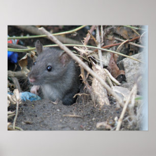 Rato numa Impressão de orifício