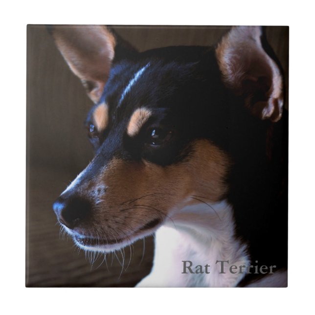 Rato Terrier (Frente)