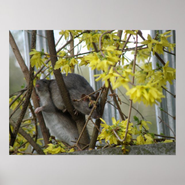 Ratty Cudles Impressão (Frente)