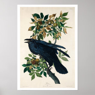 Raven por Poster de Audubon