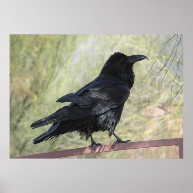 Raven Poster (Frente)