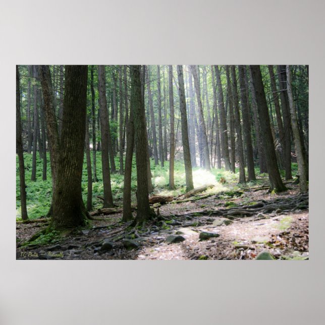 Ray of Hope 36 x 24 Poster (Frente)