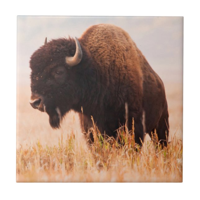 Rebanho de Bisontes Americanos (Bison Bison) em Te (Frente)