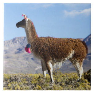 Rebanho de lamas decorados na Puna, cordilheira do