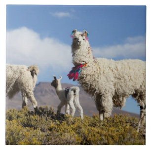 Rebanho de lamas decorados na Puna, cordilheira do