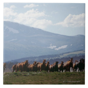 Rebanho movente do vaqueiro dos cavalos