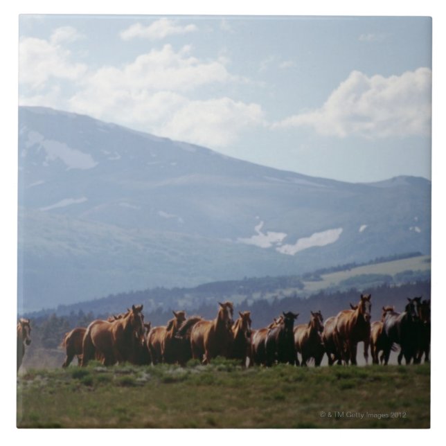 Rebanho movente do vaqueiro dos cavalos (Frente)