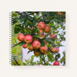 Receita de Molho de Maçã