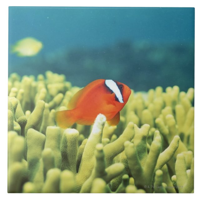 Recife de corais aguaceiro com peixes tropicais (Frente)