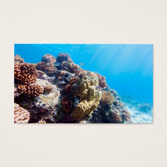 Recife de coral (Frente)
