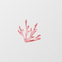 Recife De Coral Sob O Mar Parede-Parede Parede