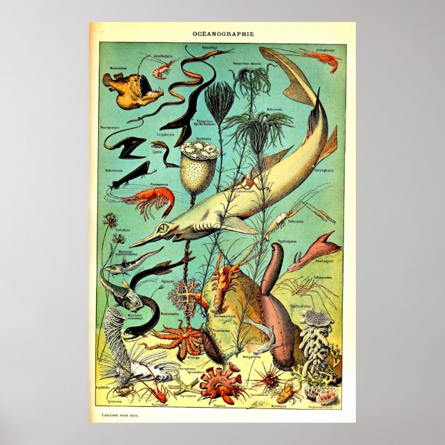Recriada Adolphe Millot Sea Animais Poster (Frente)