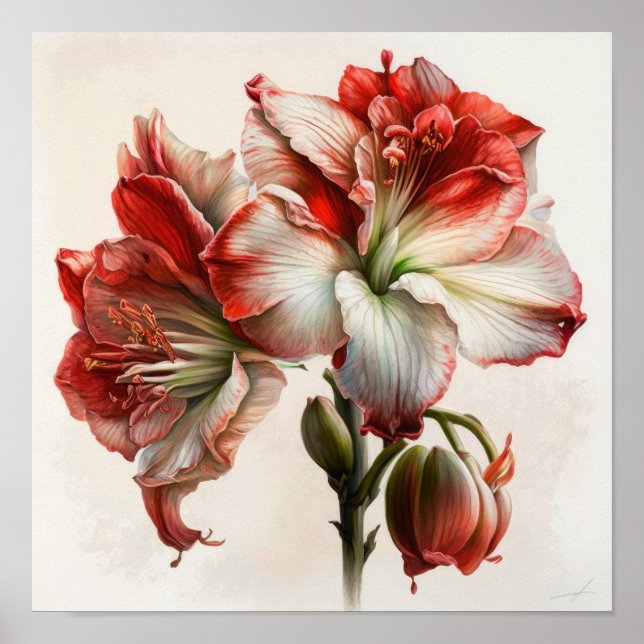 Red Amaryllis Flower Art Poster (Frente)