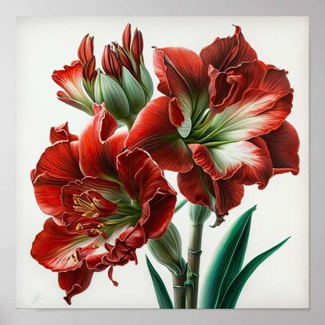 Red Amaryllis Flower Art Poster (Frente)