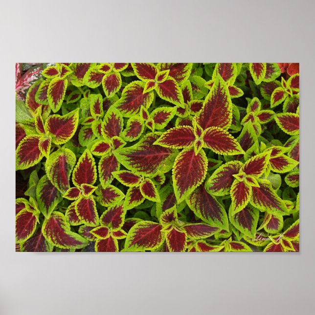 Red and Green Coleus Background Canvas or Poster (Frente)