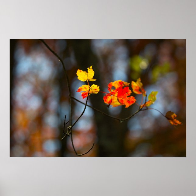 Red and Yellow Leaves Poster (Frente)