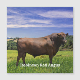 Red Angus Bull 