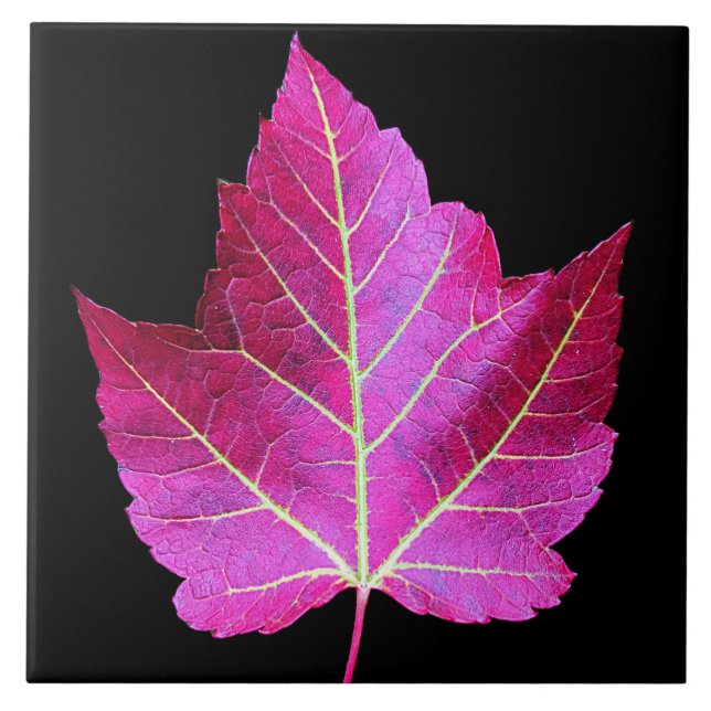 Red Autumn Maple Leaf on Black Background (Frente)