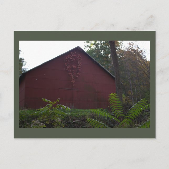 Red Barn com cartão postal Ivy (Frente)