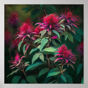 Red Bee Balm Flower Art Impressão Poster
