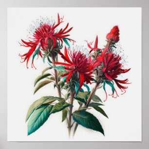 Red Bee Balm Flower Art Impressão Poster