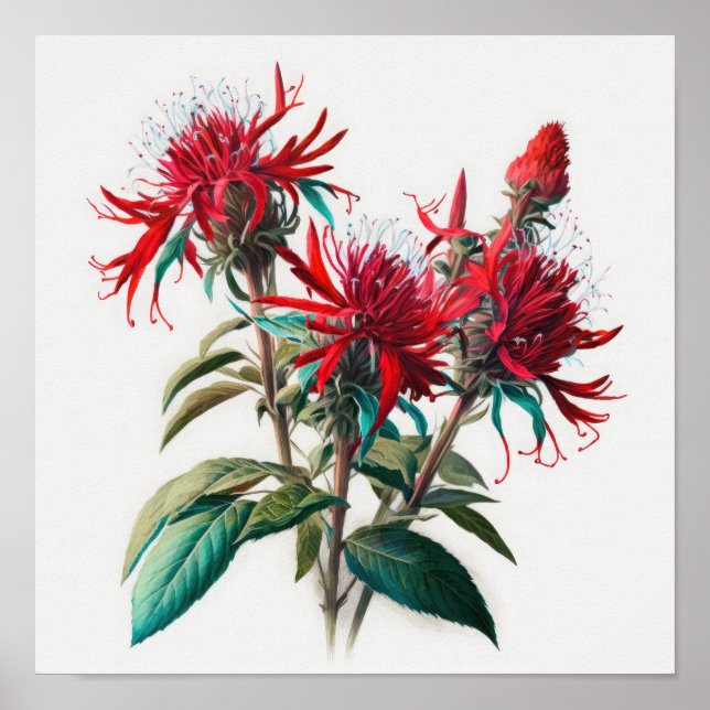 Red Bee Balm Flower Art Impressão Poster (Frente)