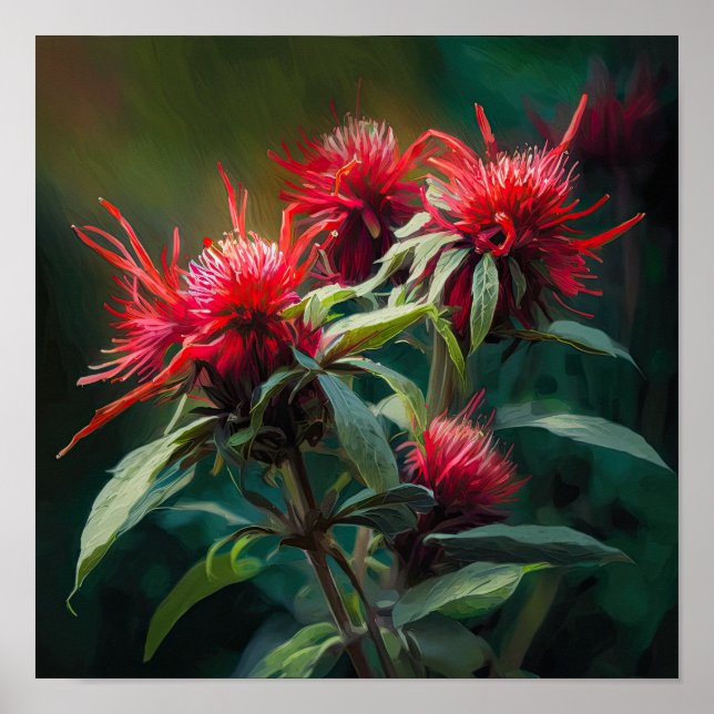 Red Bee Balm Flower Art Impressão Poster (Frente)