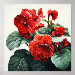 Red Begonias Flower Art Impressão Poster