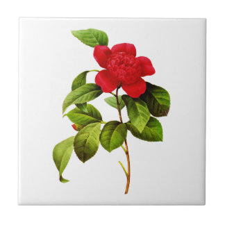 Red Camellia por Pierre Joseph Redoute
