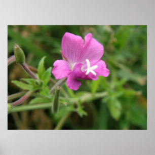 Red Campion Wildflower Impressão