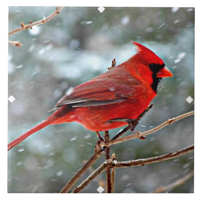 Red Cardinal na neve do inverno (Frente)