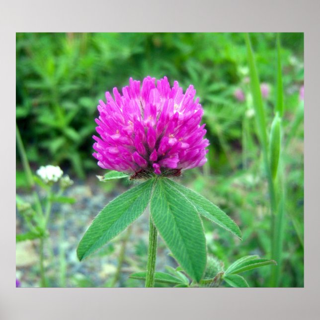 Red Clover Blossom 3 Poster (Frente)