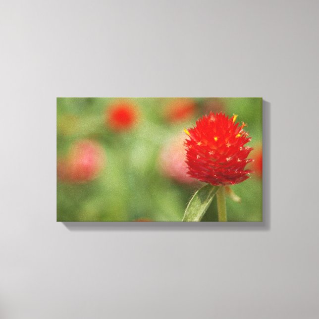 Red Clover Canvas Art (Frente)
