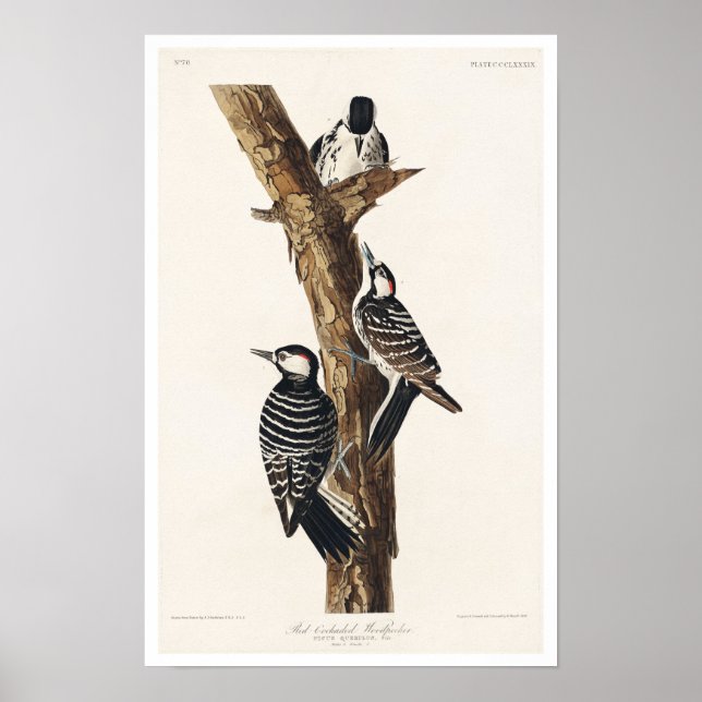 Red-Cockaded Woodpecker by Audubon Poster (Frente)