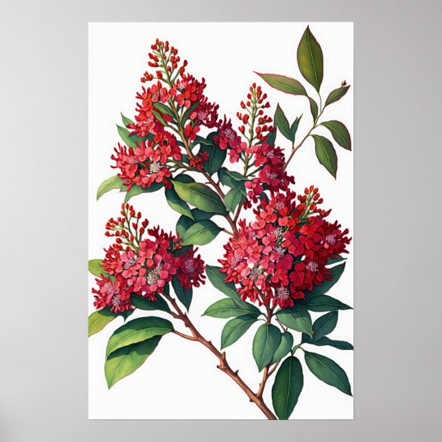 Red Crepe Myrtle Flowers Art Impressão Poster (Frente)