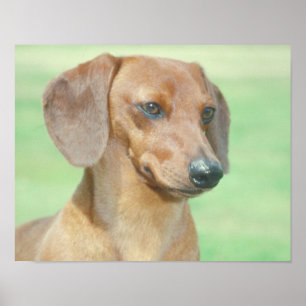 Red Dachshund Poster