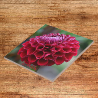 Red Dahlia Bloom Floral Cerâmica Azulejo