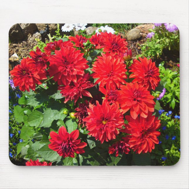 Red Dahlia Flower Mousepad (Frente)