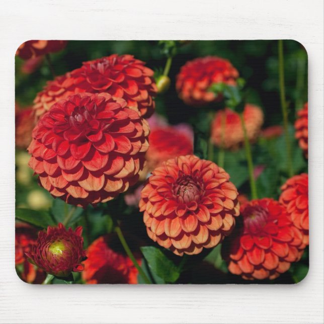 Red Dahlia Mouse Pad (Frente)
